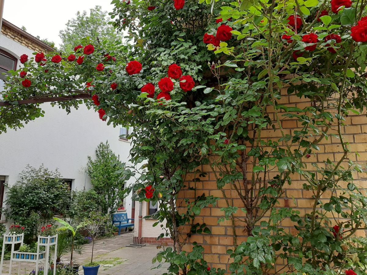 Fewo Rosenbluete Am Stadtpark Wittenberg Εξωτερικό φωτογραφία