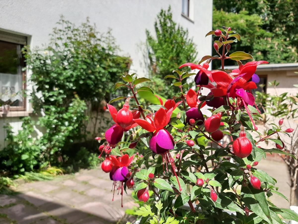 Fewo Rosenbluete Am Stadtpark Wittenberg Εξωτερικό φωτογραφία